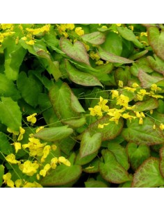 Fleur des elfes Frohnleiten 2