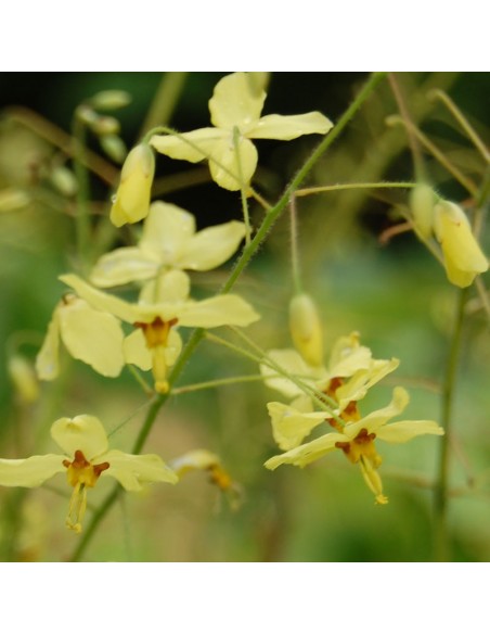 Fleur des elfes jaune