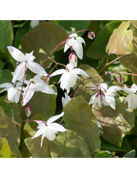 Fleur des elfes niveum Fleur des elfes niveum