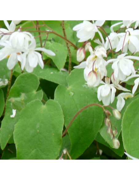 Fleur des elfes niveum Fleur des elfes niveum