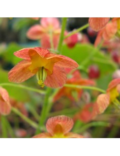 Fleur des elfes Orange Queen 2