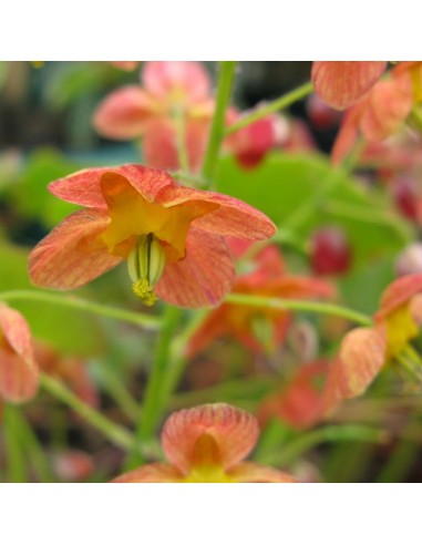 Fleur des elfes Orange Queen