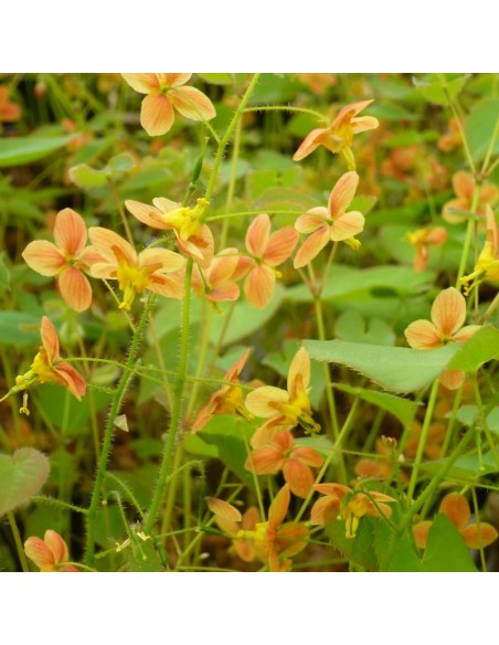 Fleur des elfes Orange Queen