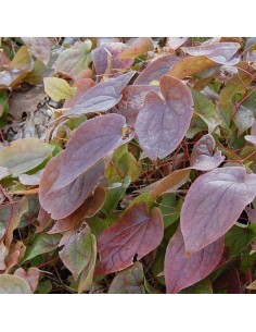 Fleur des elfes rouge 2