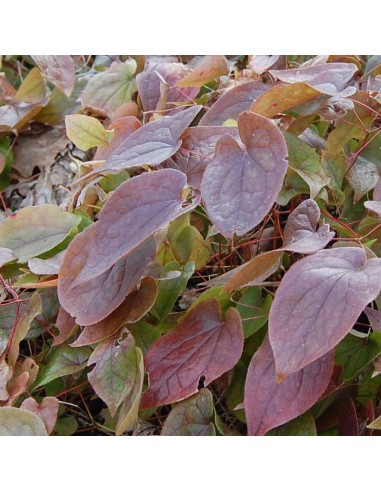 Fleur des elfes rouge