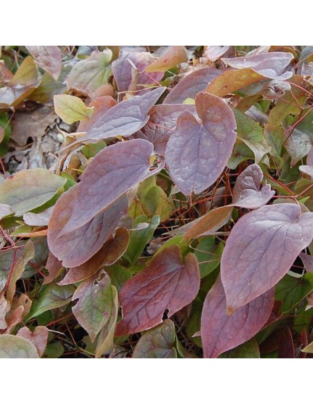 Fleur des elfes rouge