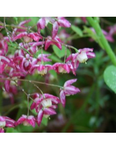 Fleur des elfes rouge