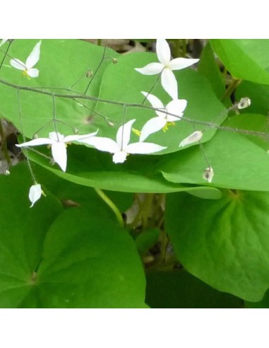 Fleur des elfes Wudang Star