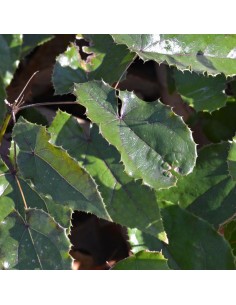 Fleur des elfes Wudang Star 2