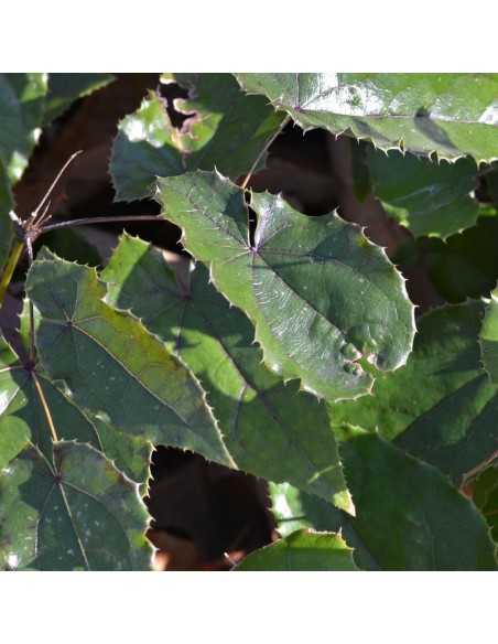 Fleur des elfes Wudang Star