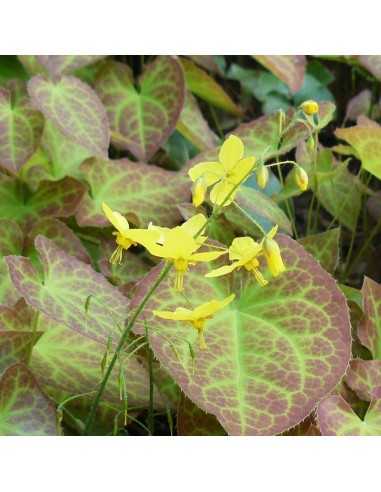 Fleur des elfes sulphureum