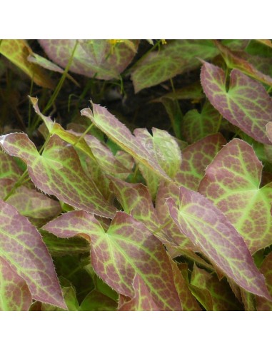 Fleur des elfes sulphureum