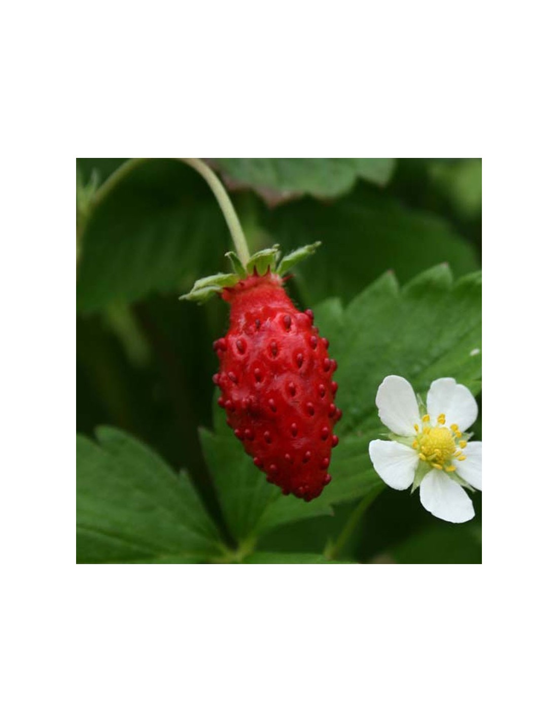 FRAISIER FRAISE DES BOIS - PLANT