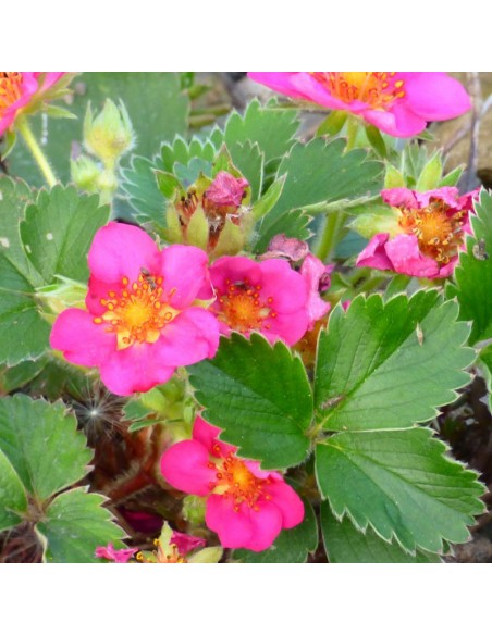 Fraisier rose pink panda