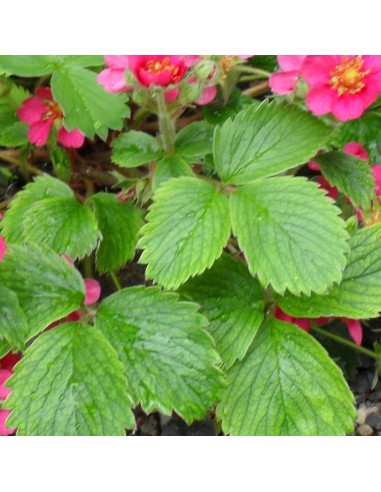 Fraisier rose pink panda