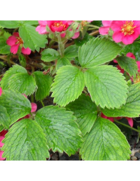 Fraisier rose pink panda