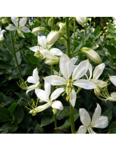 Fraxinelle blanche 2