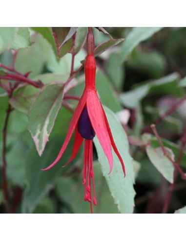 Fuchsia de magellan tricolor
