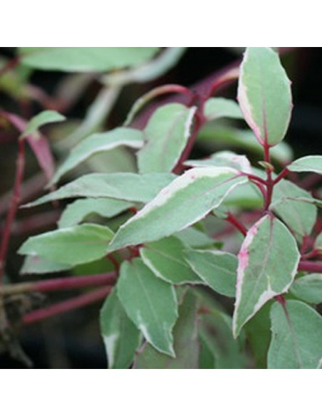 Fuchsia de magellan tricolor