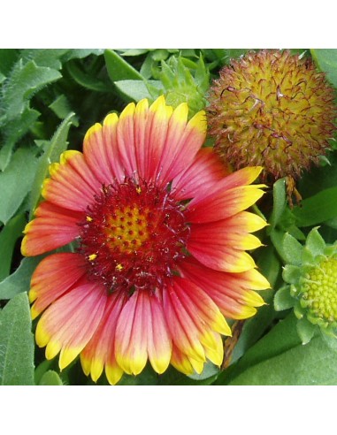 Gaillarde vivace Arizona sun