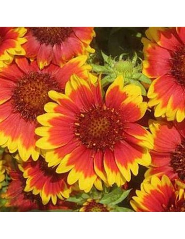 Gaillarde vivace Bremen