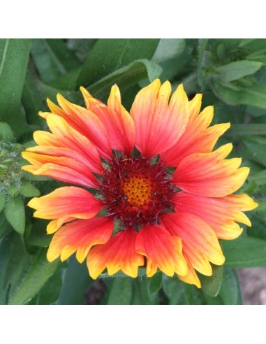 Gaillarde vivace Kobold