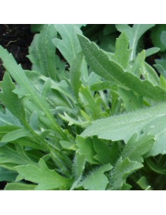 Gaillarde vivace Kobold 2