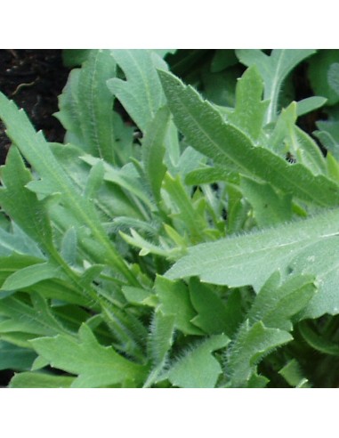 Gaillarde vivace Kobold