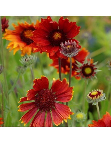 Gaillarde vivace Tokajer