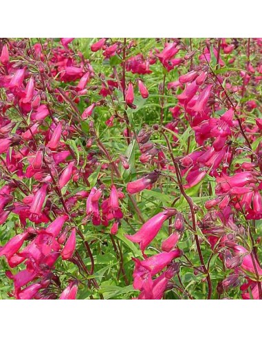 Galane hybride "Garnet"