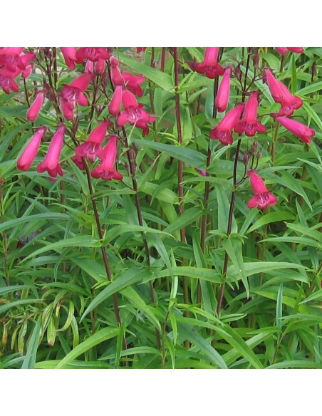 Galane hybride Garnet