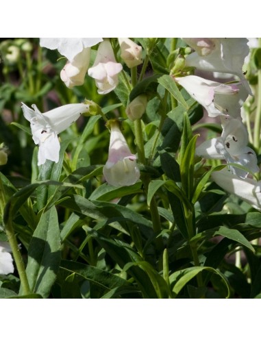 Galane hybride Snow storm