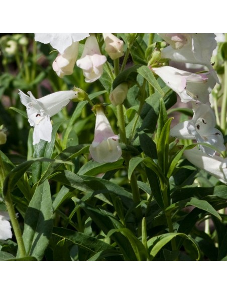 Galane hybride Snow storm