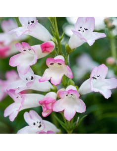 Galane "Apple blossom"