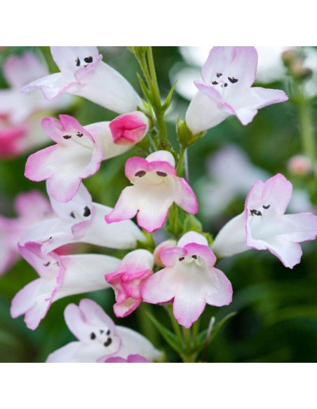 Galane "Apple blossom"