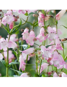 Galane "Apple blossom" 2