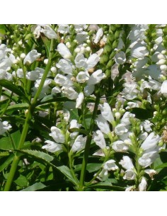 Galane oblique alba 2