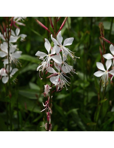 Gaura lindheimeri
