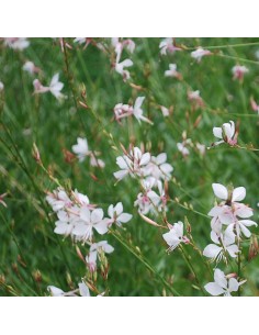 Gaura lindheimeri 2