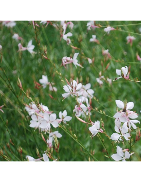 Gaura lindheimeri