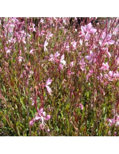 Gaura lindheimeri "Cherry Brandy" 2