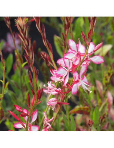 Gaura lindheimeri Rosy Jane