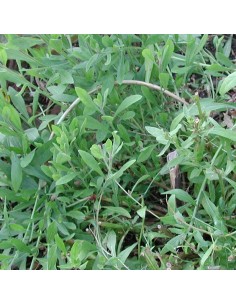 Gaura lindheimeri Rosy Jane 2