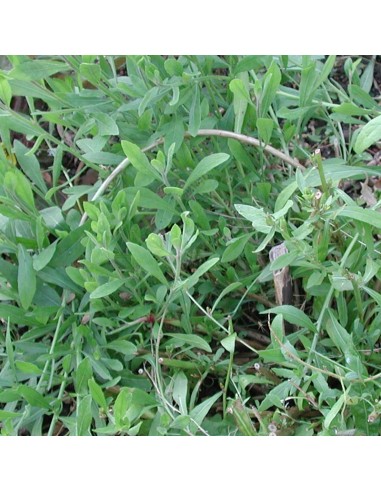 Gaura lindheimeri Siskiyou pink