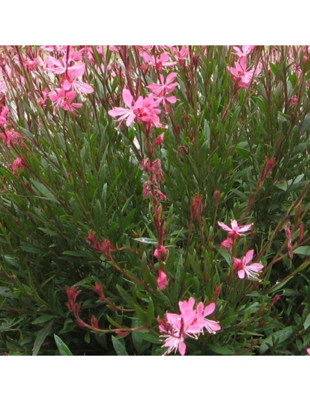 Gaura lindheimeri Siskiyou pink