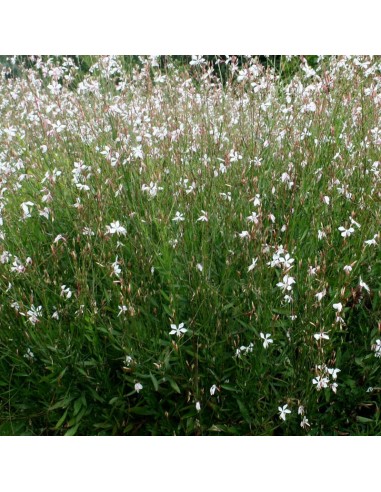 Gaura lindheimeri Whirling butterfiles