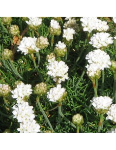 Gazon d'Espagne blanc 2