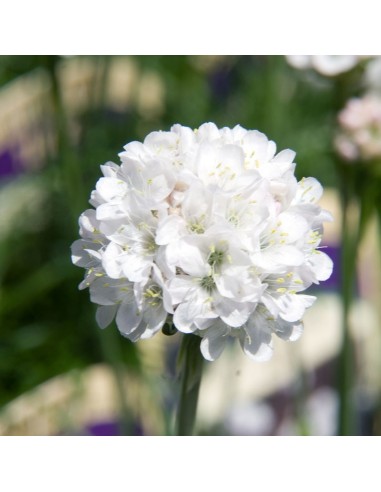 Gazon d'Espagne blanc