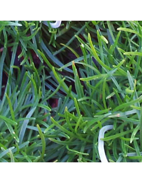 Gazon d'Espagne rose