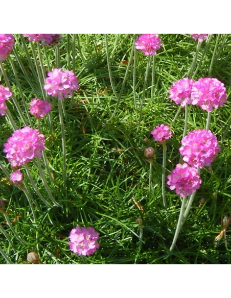 Gazon d'Espagne rose